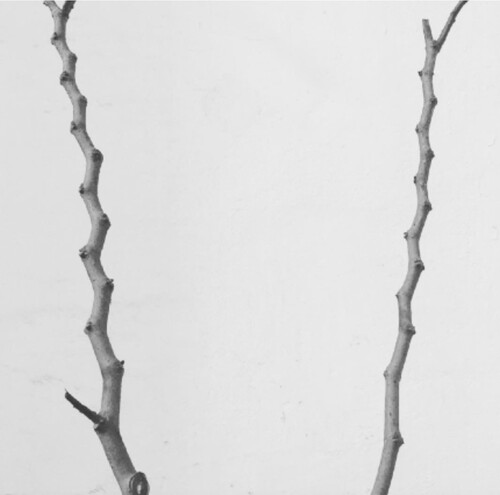 Mellizas, Lima, 2017                    