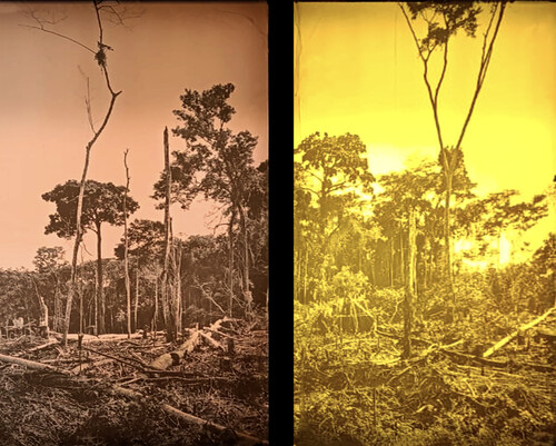 Amazonas
