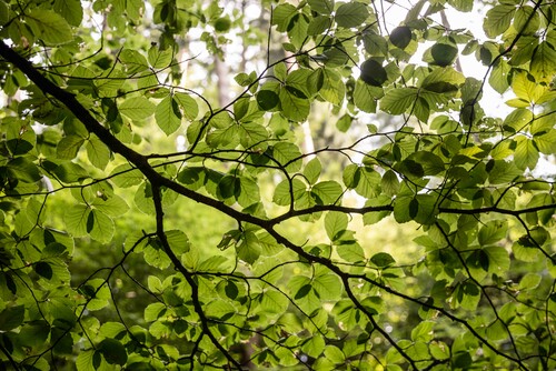 Anahata 2