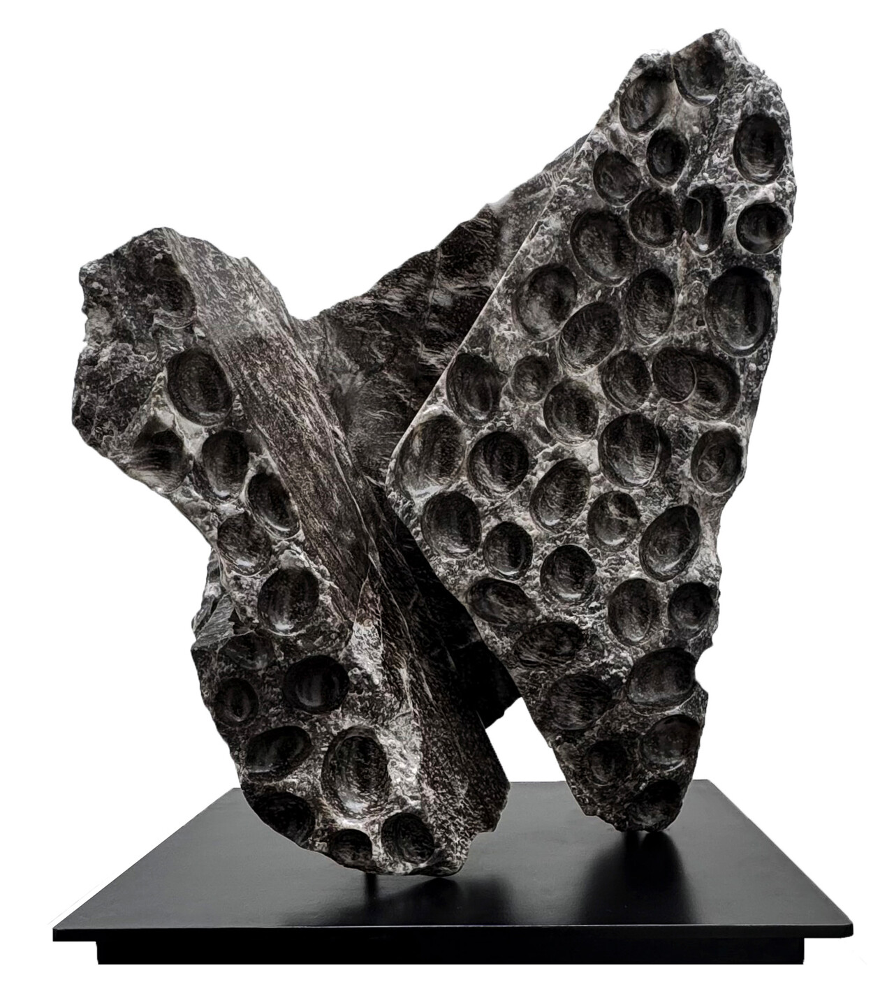  - Lineas de la naturaleza