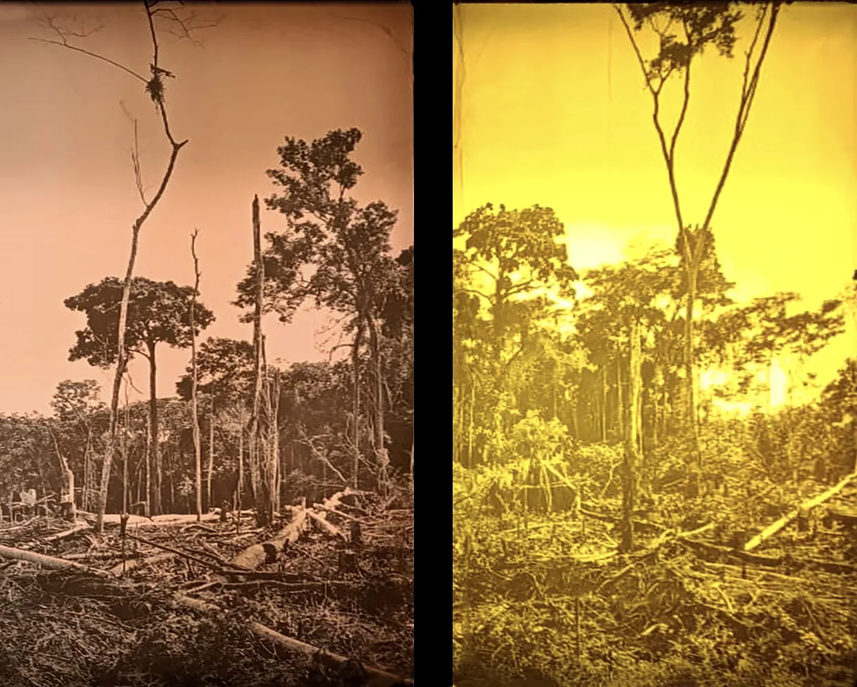 Marina García Burgos - Amazonas