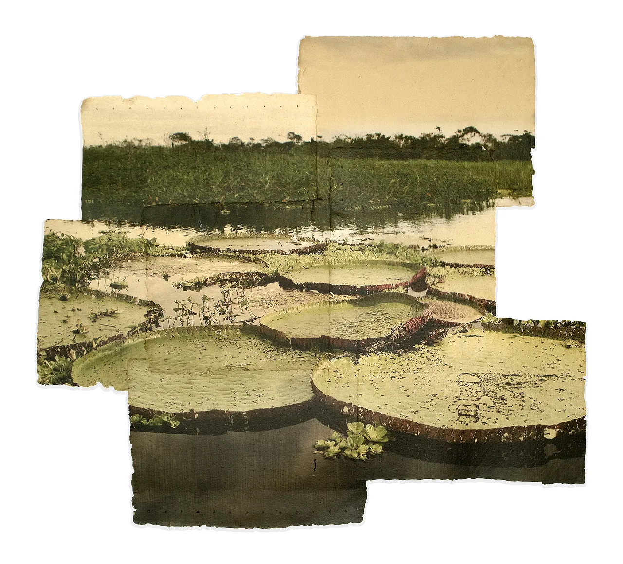 Marina García Burgos - Victorias Regias II
