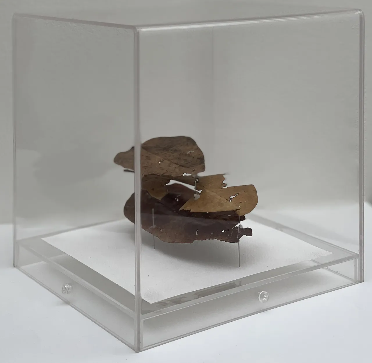 Lina Leal - Arquitecturas #2